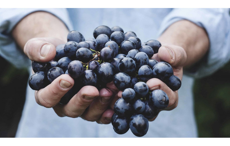 Для чего применяется экстракт виноградных косточек?
